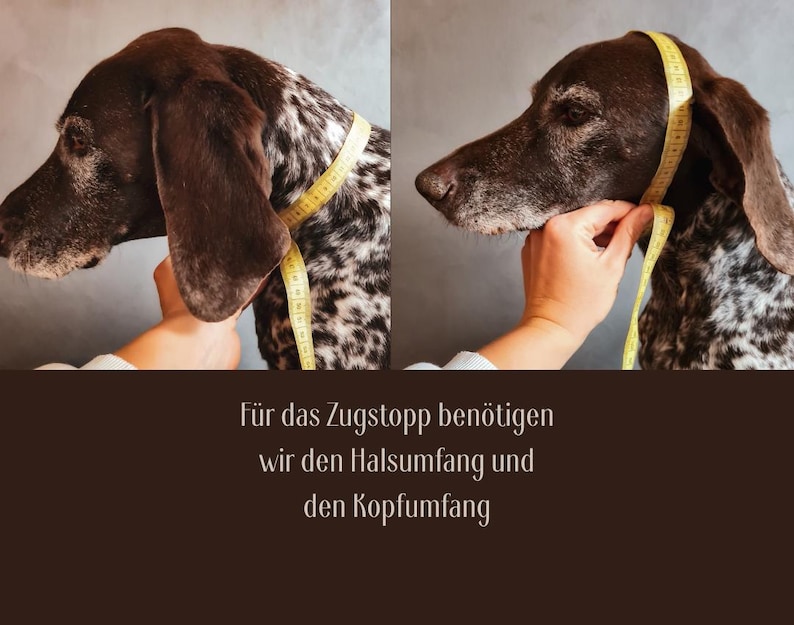 May include: A German Shorthaired Pointer dog with brown and white spotted fur. A yellow measuring tape is wrapped around the dog's neck and head. The text reads: F&uuml;r das Zugstopp ben&ouml;tigen wir den Halsumfang und den Kopfumfang.