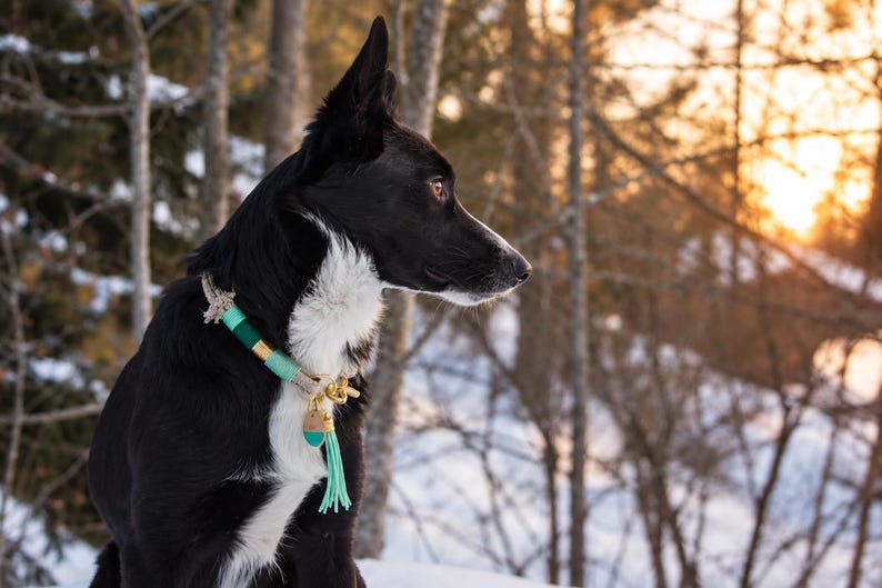 May include: A dog collar featuring a combination of light teal and dark green cord wrapping, accented with gold-toned metal hardware and a matching light teal tassel charm hanging from a central ring, worn around the neck of a black and white dog.