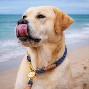 Op de afbeelding: Een gele Labrador Retriever draagt een blauwe touw hondenhalsband met goudkleurige metalen hardware en een ronde goudkleurige identificatiepenning. De hond heeft de tong uit de mond en likt de neus op een zandstrand bij de oceaan.