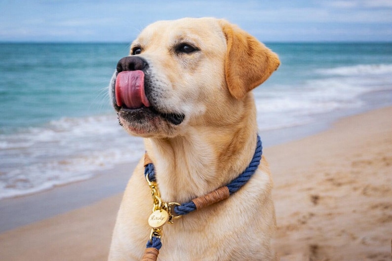 Op de afbeelding: Een gele Labrador Retriever draagt een blauwe touw hondenhalsband met goudkleurige metalen hardware en een ronde goudkleurige identificatiepenning. De hond heeft de tong uit de mond en likt de neus op een zandstrand bij de oceaan.