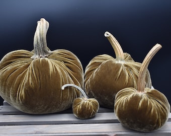 Sammetspumpor, Sandlewood, Äkta pumpastammar, Thanksgiving, höstdekor, hempresenter, bröllop