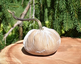 Velvet Pumpkins Medium -Cutiekins,  with real pumpkin stem. Fall, Thanksgiving