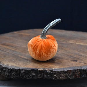 Petites citrouilles en velours, Cutiekins, Automne, Thanksgiving, Tiges de citrouille naturelles