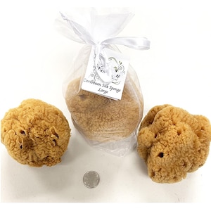Large Caribbean Silk Sea Sponge: Natural Exfoliating Body Wash (3.5-4 Inches)