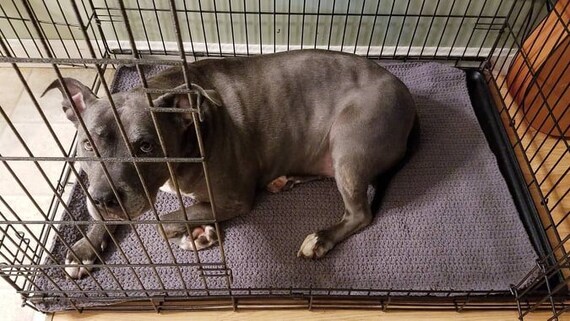 blanket over dog crate