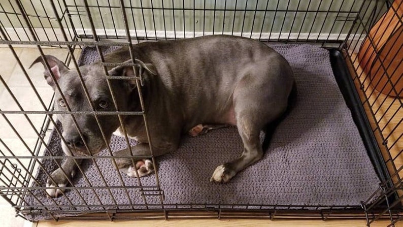 blanket over dog kennel