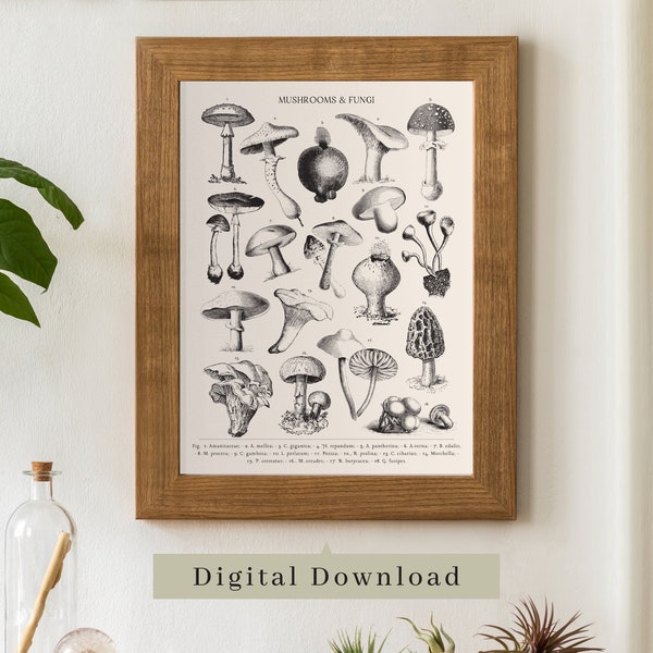 Botanical Mushrooms and Fungi Print, Cottagecore / Academia Print, Digital Download