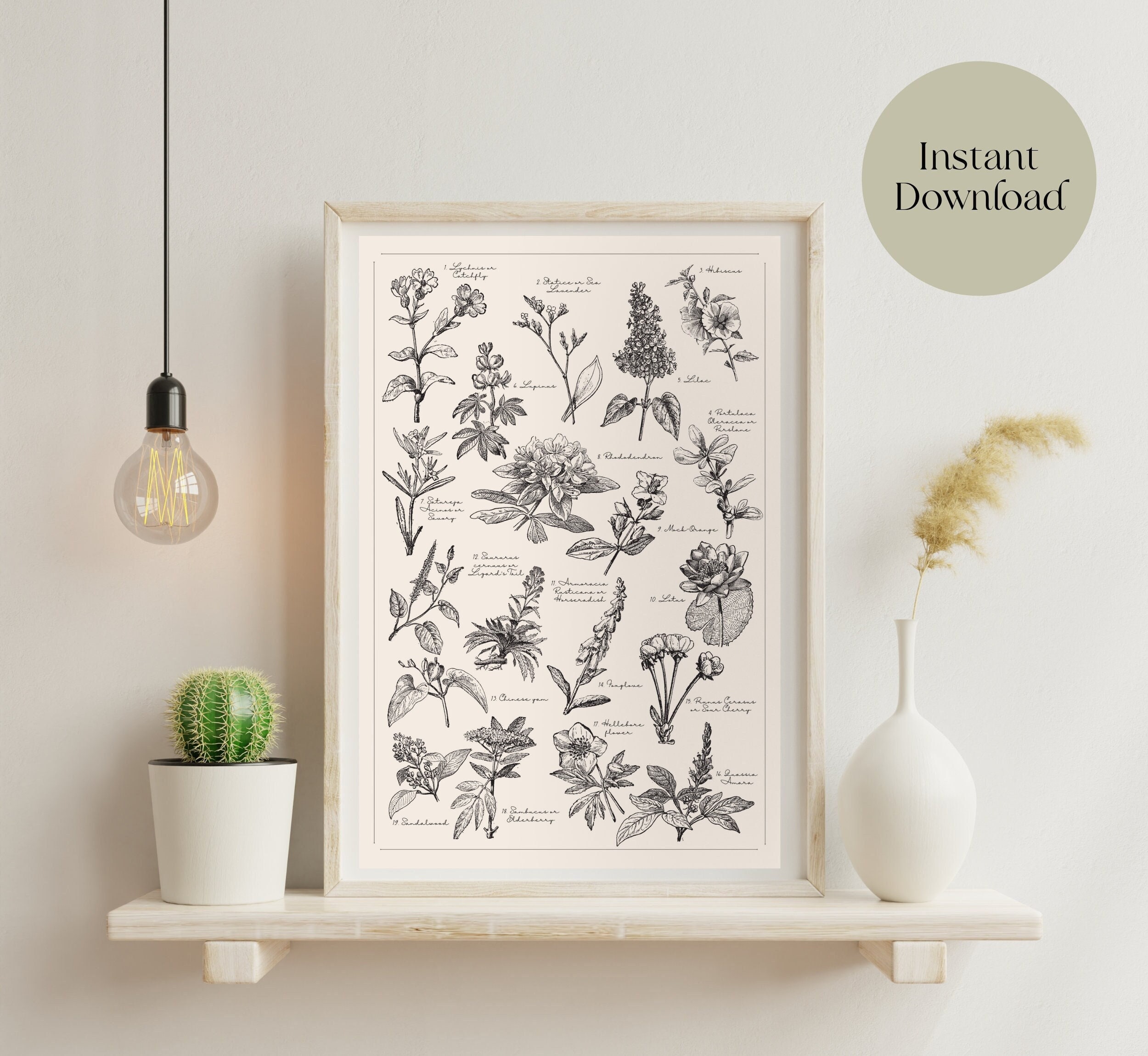 Botanical Herb Print Set of 3 Magical Herbs Vintage Print - Etsy