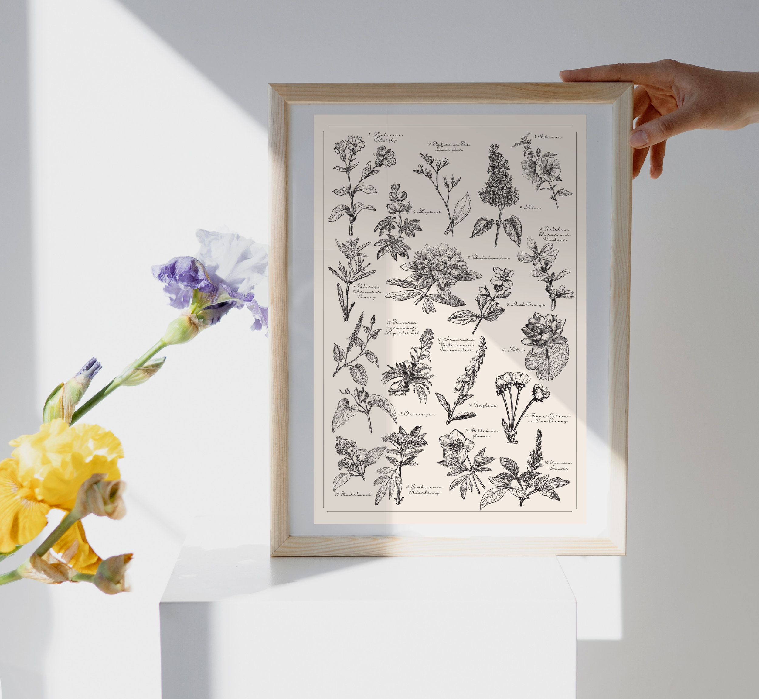 Botanical Herb Print Set of 3 Magical Herbs Vintage Print - Etsy