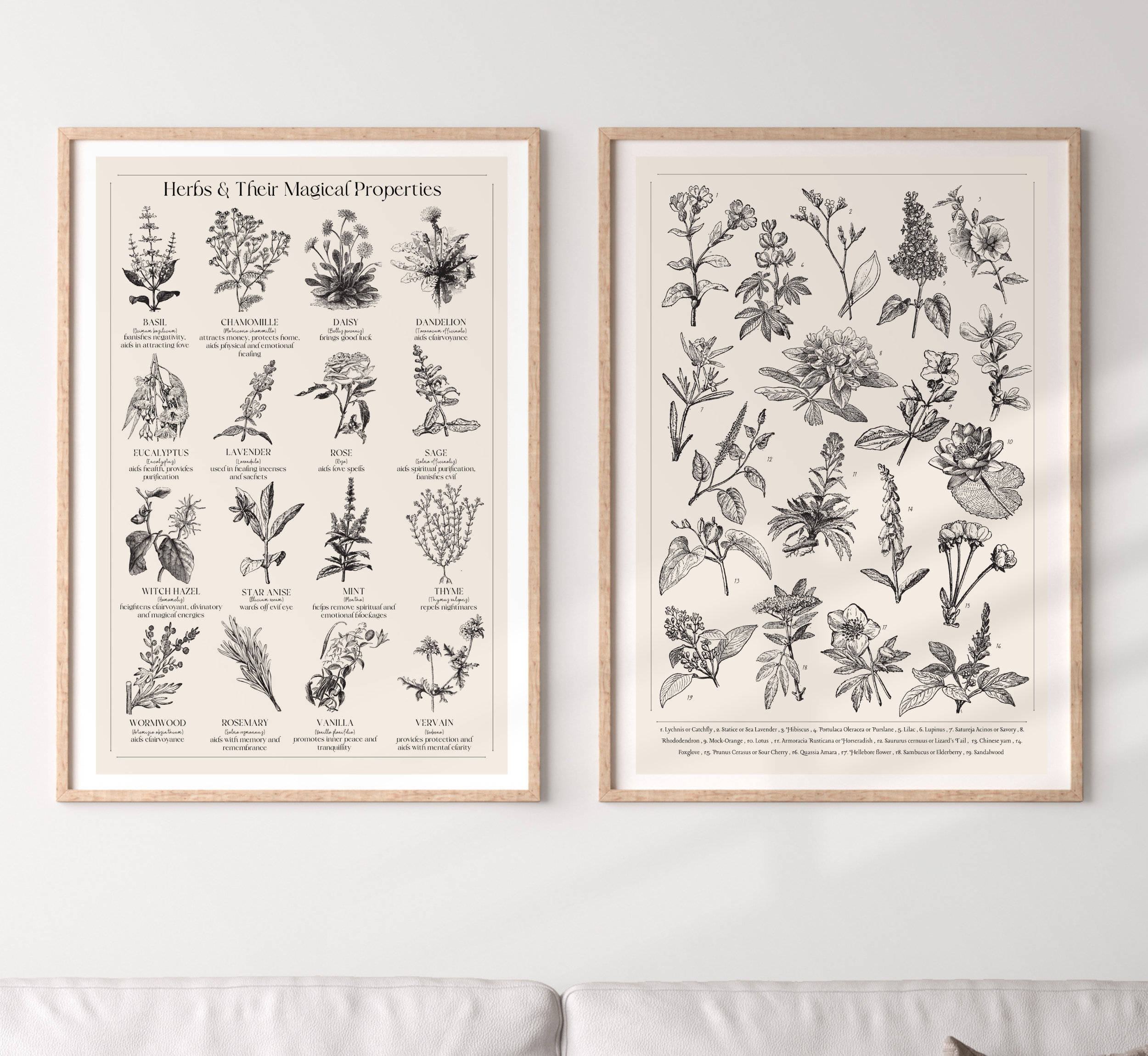 Botanical Herb Print Set of 3 Magical Herbs Vintage Print - Etsy