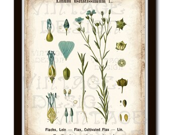 BOTANICAL PRINT Kohler 11'x14', Botanical Art Print, Blue Wildflower Flower, Linseed, Vintage illustration, Vintage Botanical Illustration