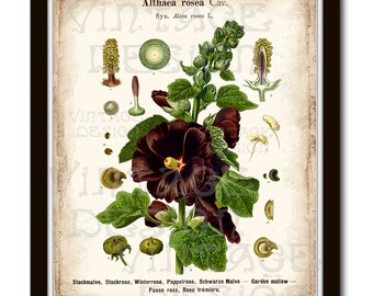 BOTANICAL PRINT Kohler 11'x14', Alcea Rosea, Althaea Rosea, Hollyhock Illustration, Vintage Botanical Illustration, Vintage Botanical Art