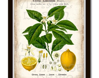 Citrus Lemon Kohler 11'x14', Botanical Art Print, Lemon Illustration, Vintage Fruit Print, Vintage Botanical Illustration, BOTANICAL PRINT