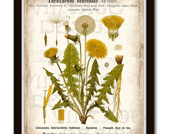 BOTANICAL PRINT Kohler 11'x14', Taraxacum Officinale, Yellow Dandelion Illustration, Vintage Botanical Illustration, Vintage Botanical Art
