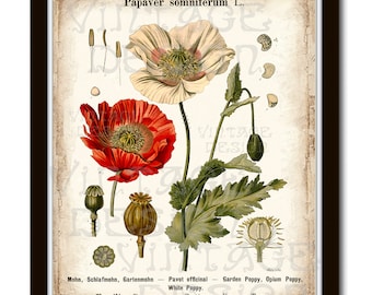 BOTANICAL PRINT Kohler 11'x14', Papaver Somniferum, Garden Poppy, Opium Illustration, Vintage Botanical Illustration, Vintage Botanical Art