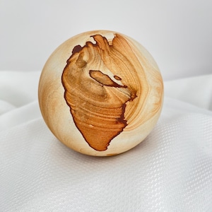 日本化石集 築地書店 アンモナイト 歴史 地質 地理 植物 生物 全