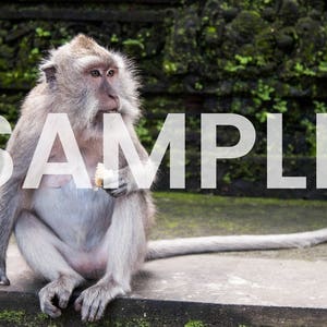 Monkey Photo Download (2 photos)