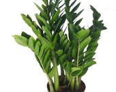 60 Money Tree Seeds,LUCKY TREE Potted Balcony ,Planting Is Simple,Radiation Absorption