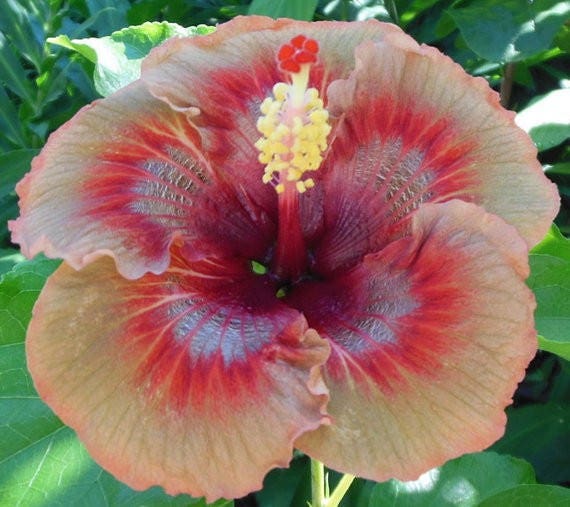 WBML 10 MIX Hybrid Tropical Hibiscus Flower SeedsChina Etsy