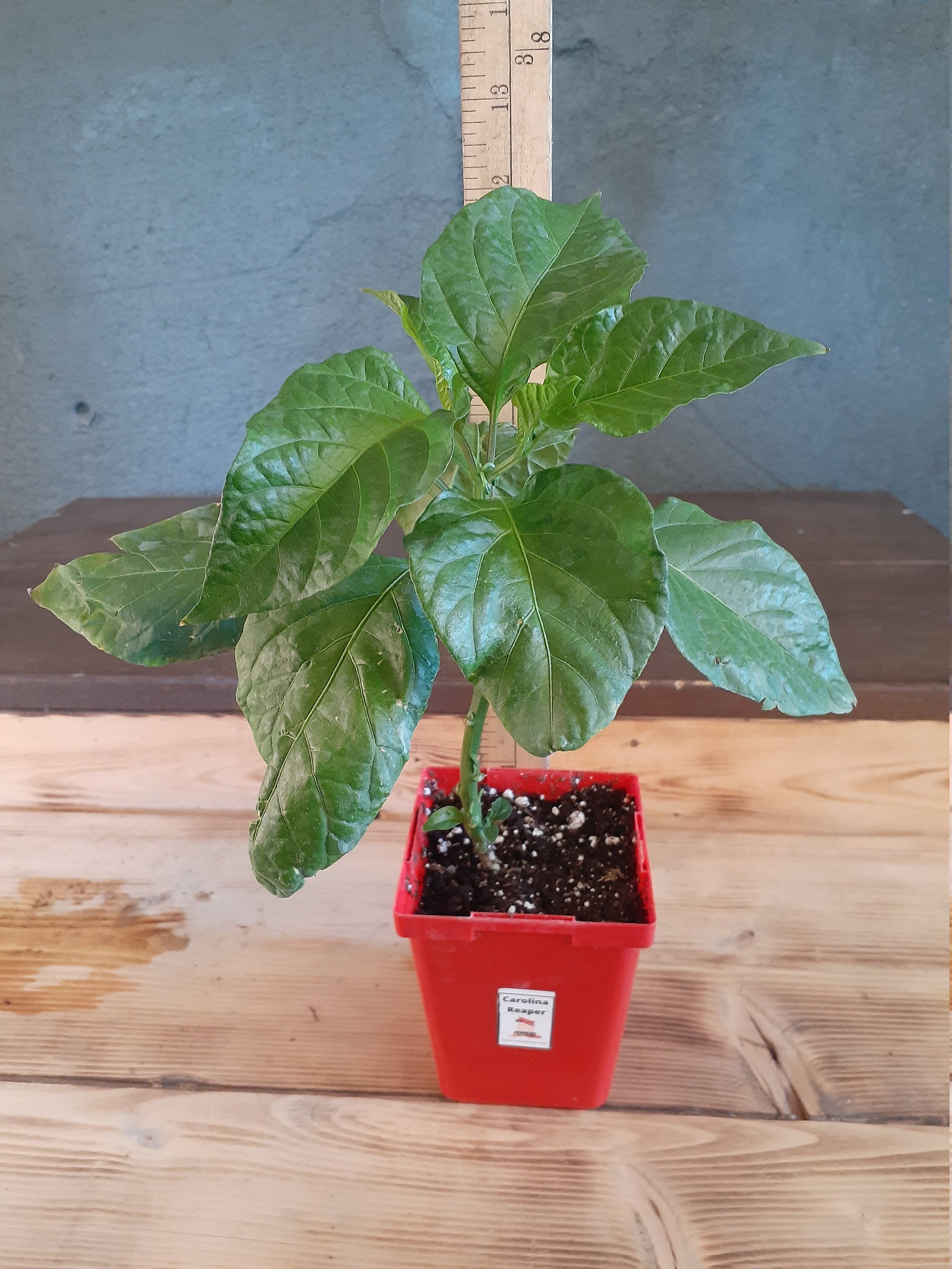 Live Hot Pepper Plants, Trinidad Scorpion, Ghost Pepper ...