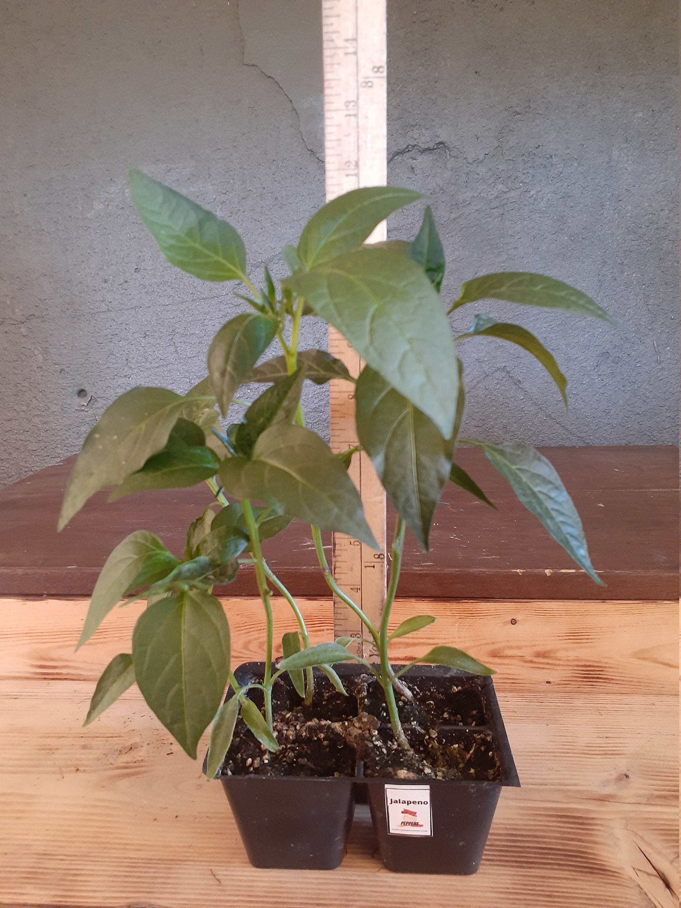 Live Jalapeno Plants