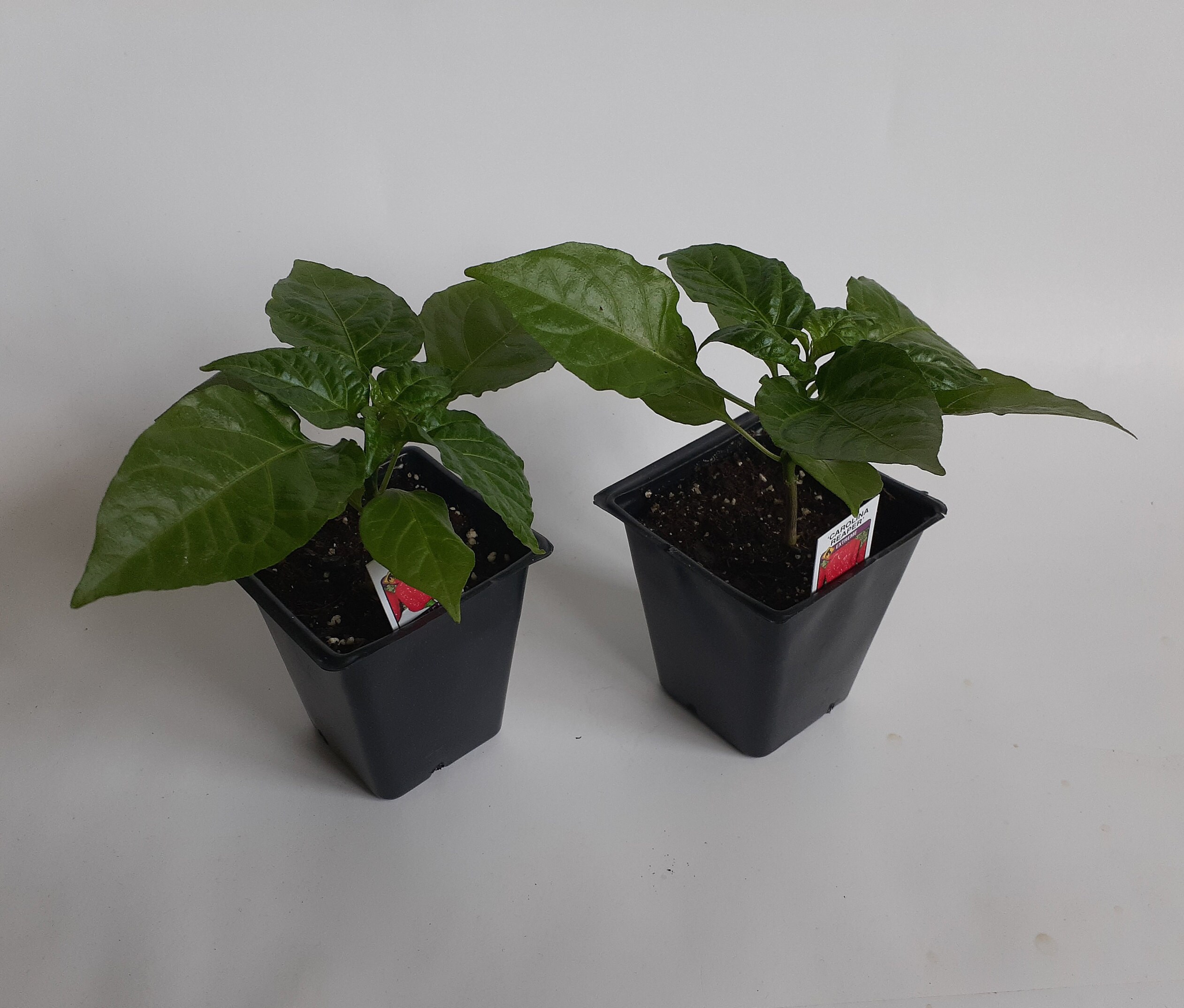 Carolina Reaper Plant, Worlds Hottest Pepper Plant Carolina Reaper Plant, Worlds Hottest Pepper Plant