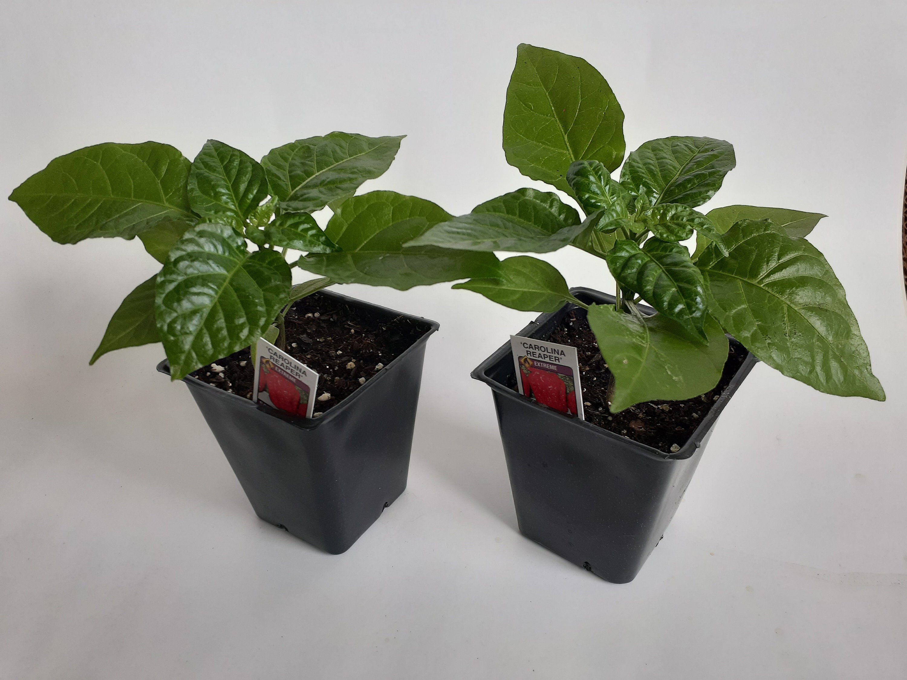Carolina Reaper Plant, Worlds Hottest Pepper Plant