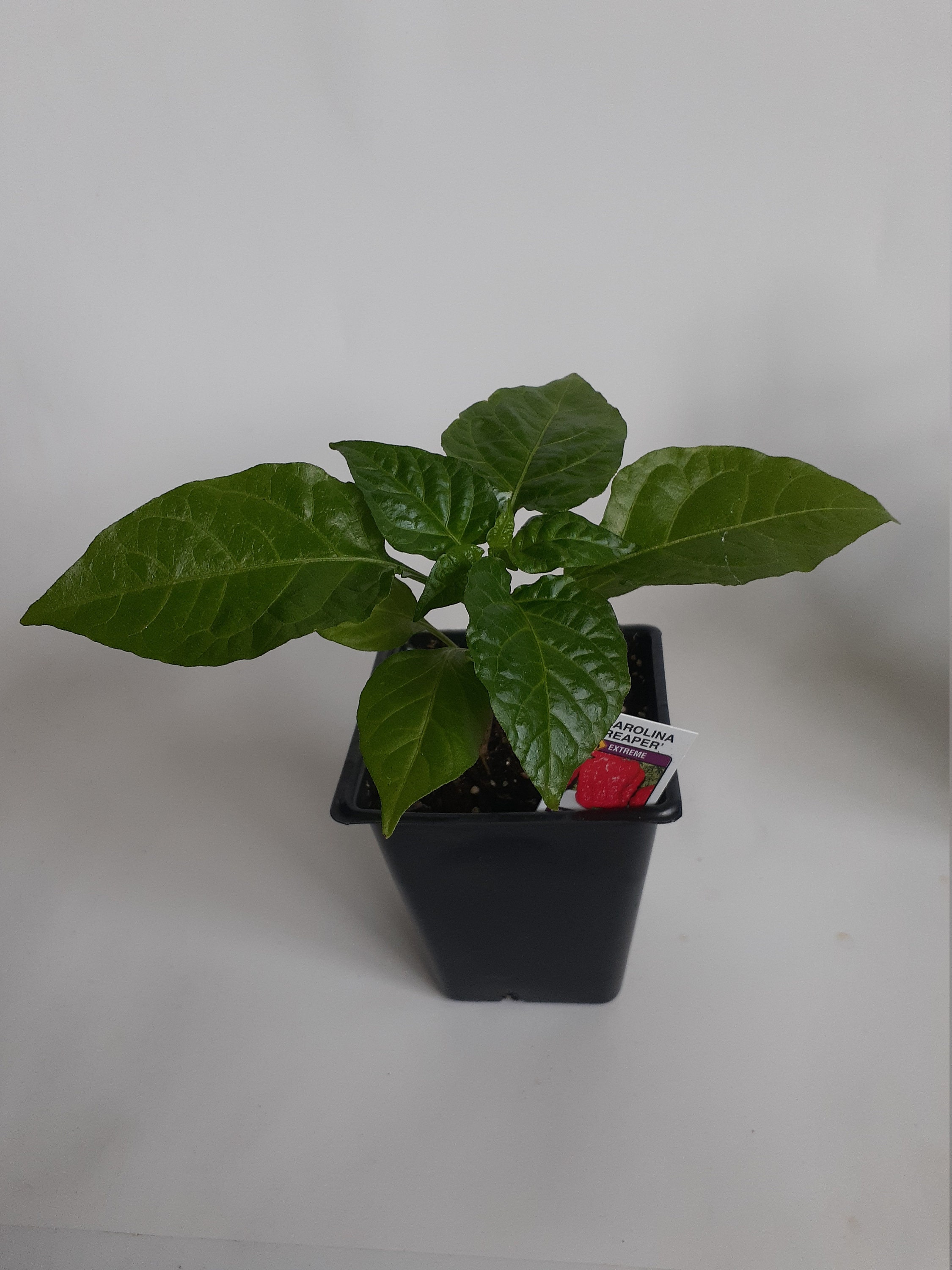 Carolina Reaper Plant, Worlds Hottest Pepper Plant Carolina Reaper Plant, Worlds Hottest Pepper Plant