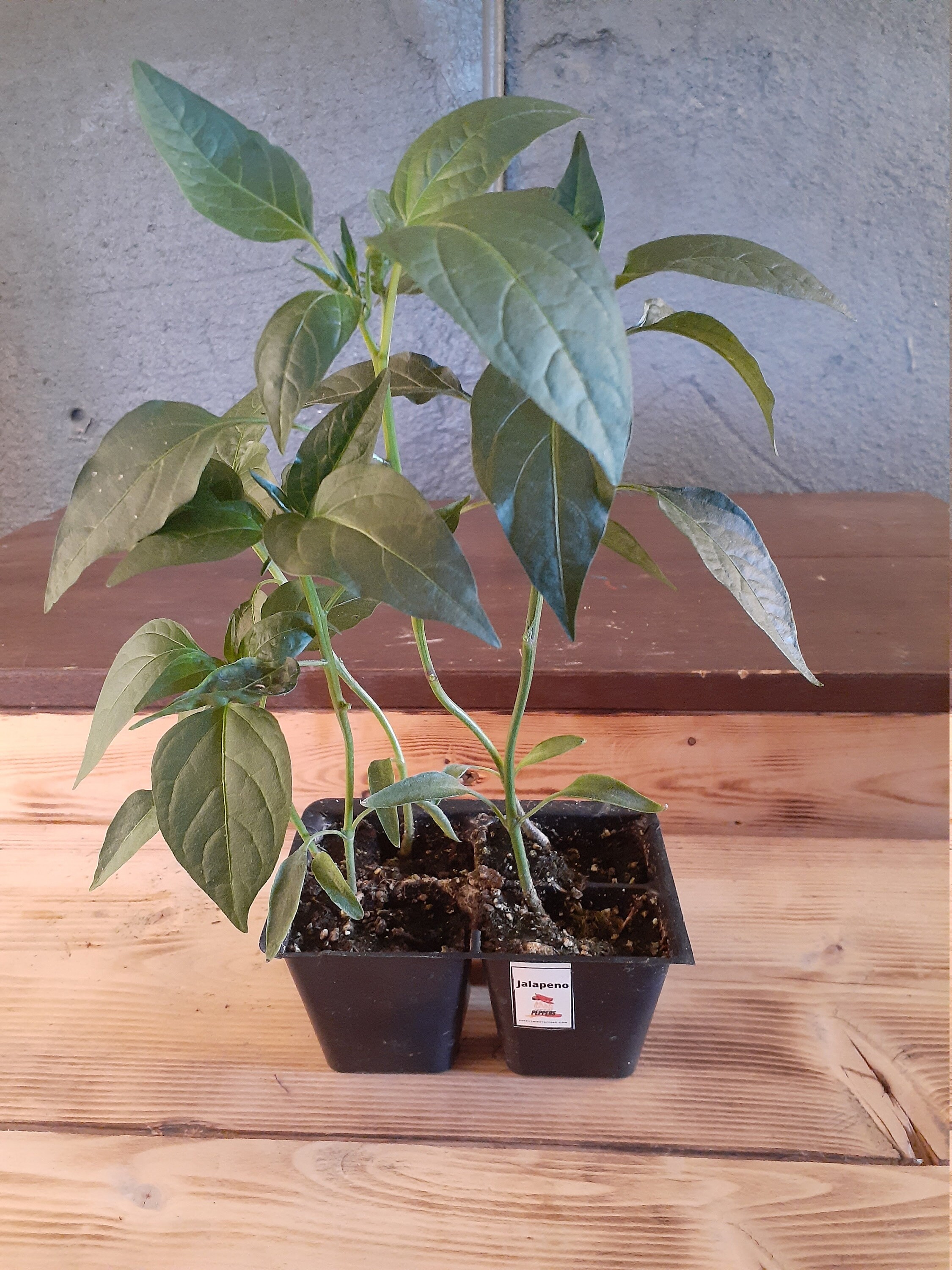 Live Jalapeno Plants