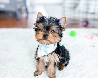 dog bandanas for small dogs