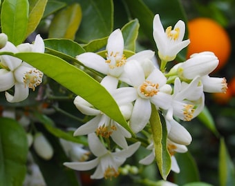 Neroli Essential Oil, exotic oils, pure, 30 grams