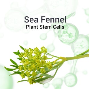 Sea Fennel Plant Stem Cells for Skincare, Marine Plant Stem Cells for luxury skincare creams and treatments, cosmetic ingredient