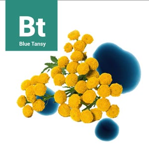 Organic Blue Tansy Essential Oil - 10ml - 30ml  -  100% Pure Essential Oil