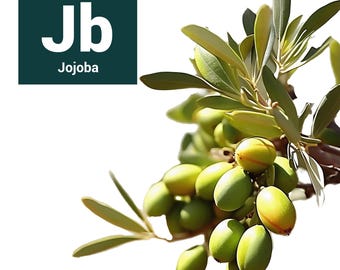 Jojoba Oil, Golden Organic, 16 fl oz