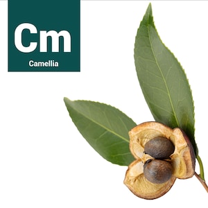 Camellia Seed Oil, Virgin Organic - 8 oz