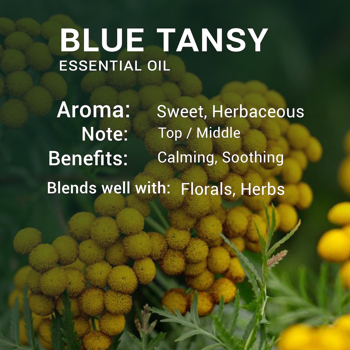 Organic Blue Tansy Essential Oil: 100% Pure, Steam Distilled - Etsy