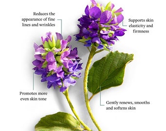 Bakuchiol, Pure Bakuchiol, Cosmetic Ingredient for Formulation - Natural Retinol Alternative