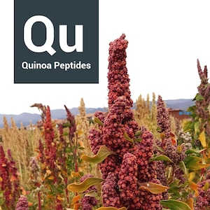 Quinoa Peptides, clinical actives for dark circles and under eyes