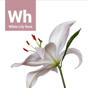 White Lily Root Extract, Soothing Cosmetic Ingredient