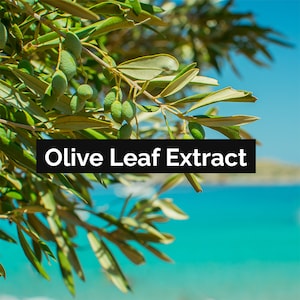 Olive Leaf Extract, Bio Ferment Extract, 8 oz - 16 oz