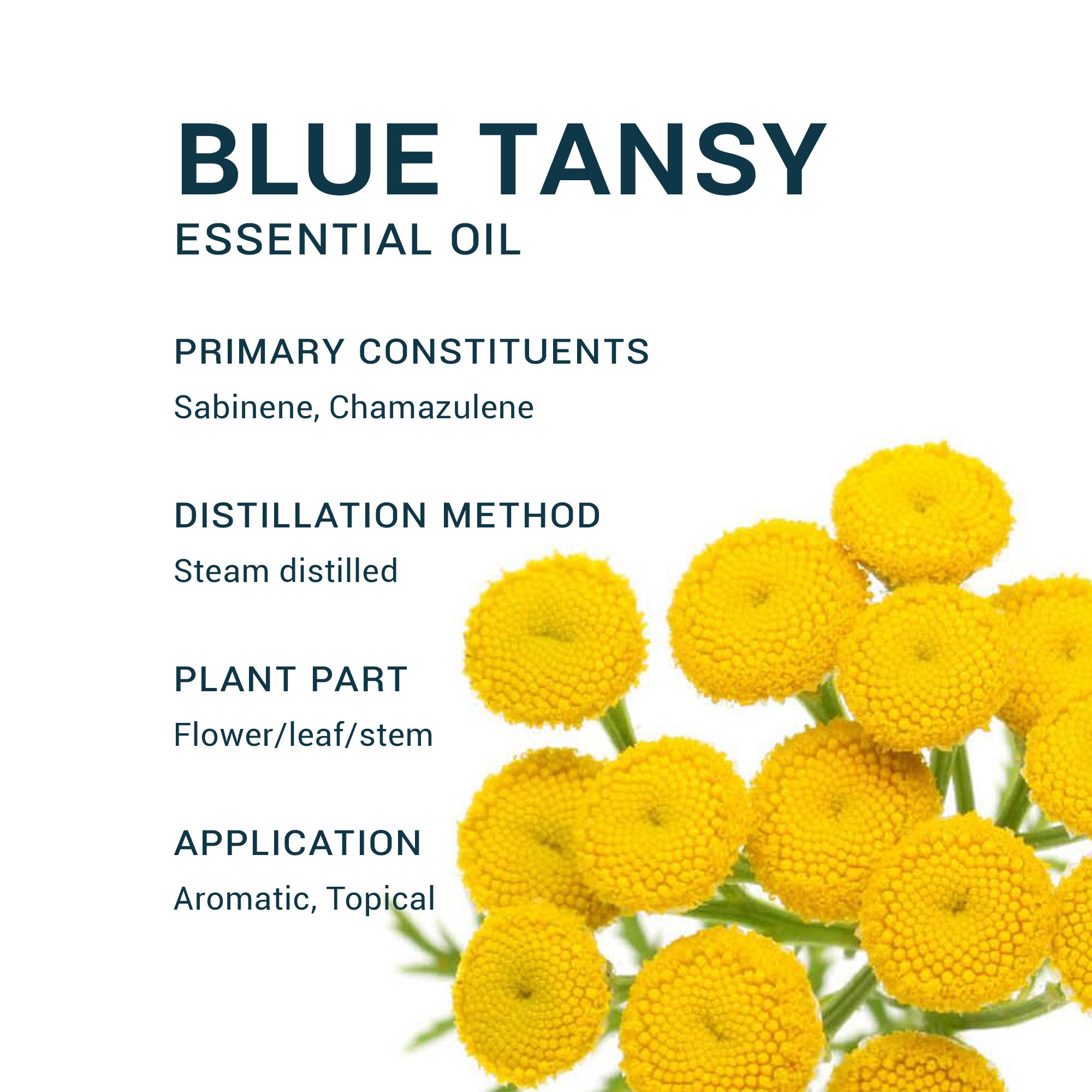 Organic Blue Tansy Essential Oil: 100% Pure, Steam Distilled - Etsy