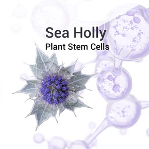 May include: A close-up of a blue and silver sea holly flower with the text "Sea Holly Plant Stem Cells" above it. The flower is surrounded by a series of clear, purple-tinted spheres connected by thin tubes.