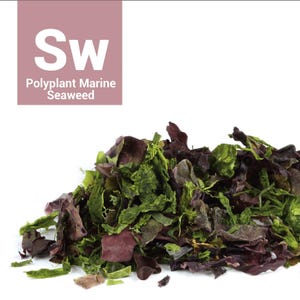 Seaweed Algae Extract | Amino Acids | Vitamins | Minerals| Marine Algae Extracts | Natural Cosmetics | Natural Skincare, 2 oz