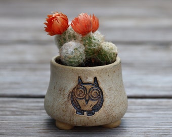 Succulents Pot, Owl Decor