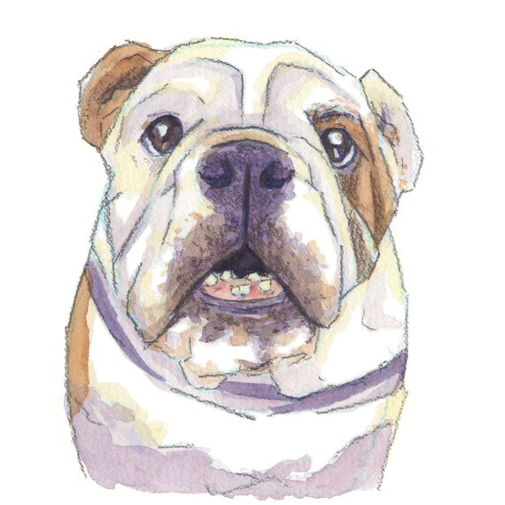 Joli Bulldog Anglais Des Fleurs De Cerisier