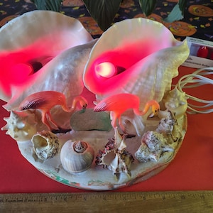 May include: A seashell-shaped lamp with two pink flamingos, seashells, and a red glow. The lamp has a white cord and plug. Replacement bulbs are included.