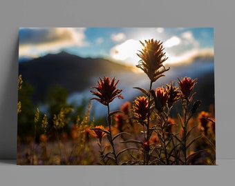 Indian Paint Brush Metal or Canvas Print