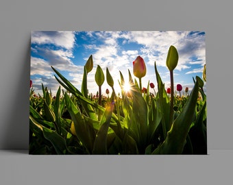 Wooden Shoe Tulip Festival Spring Metal or Canvas Print