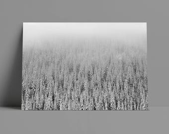 Snowy Nobles Metal or Canvas Print