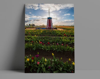 Windmill at Wooden Shoe Tulip Festival Spring - Metal or Canvas Print